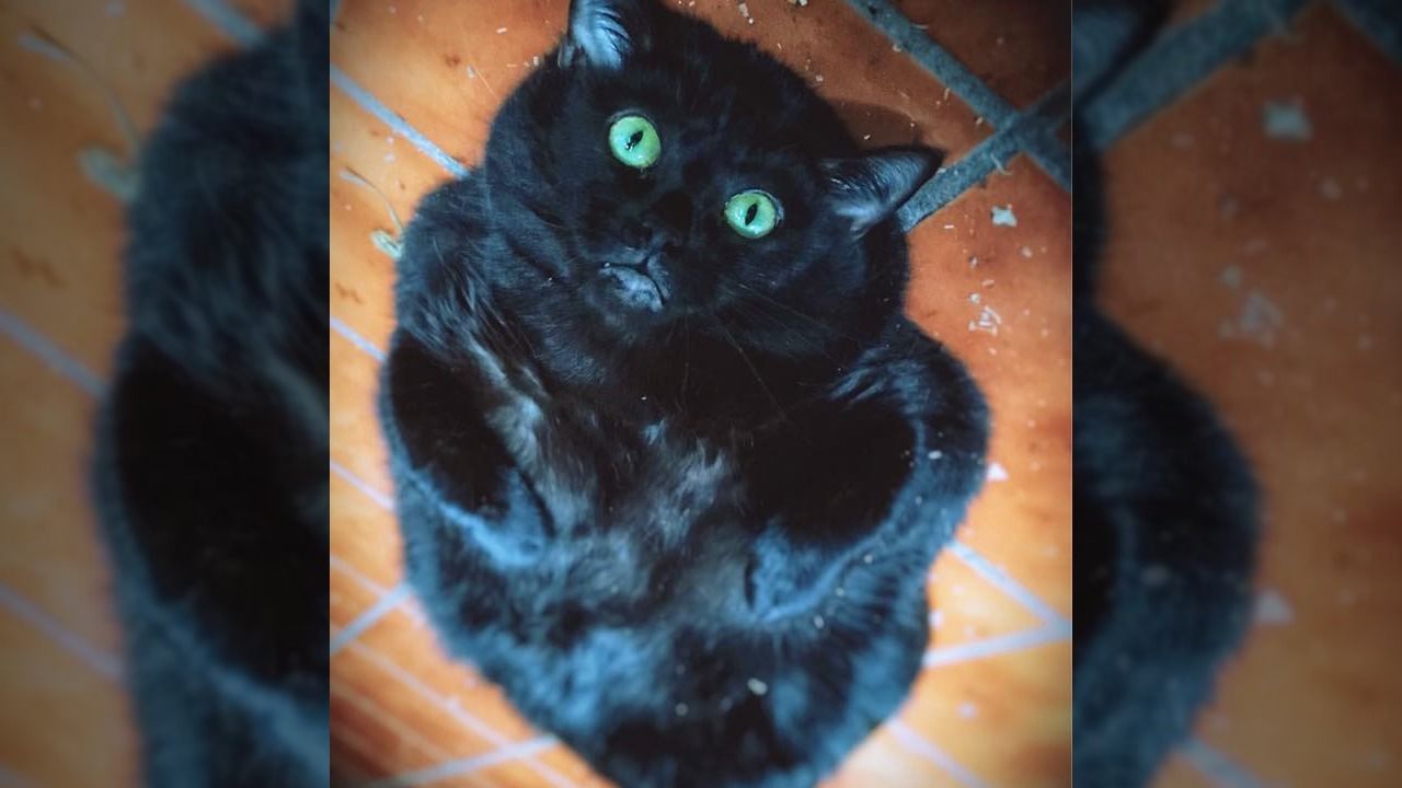Overweight Florida cat gets sent to fat camp